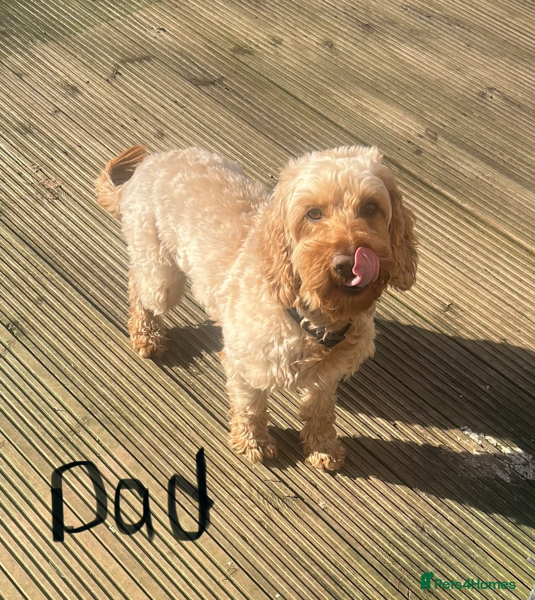 Cockapoo dogs for sale: Cockapoo Puppies - Advert 2