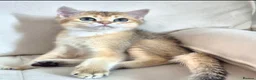 British Longhair cats for sale: British Longhair/Shorthair black golden shaded  - Advert 13