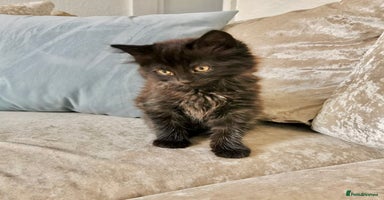 Maine Coon cats Black smoke Maine coon boy  - Advert 4