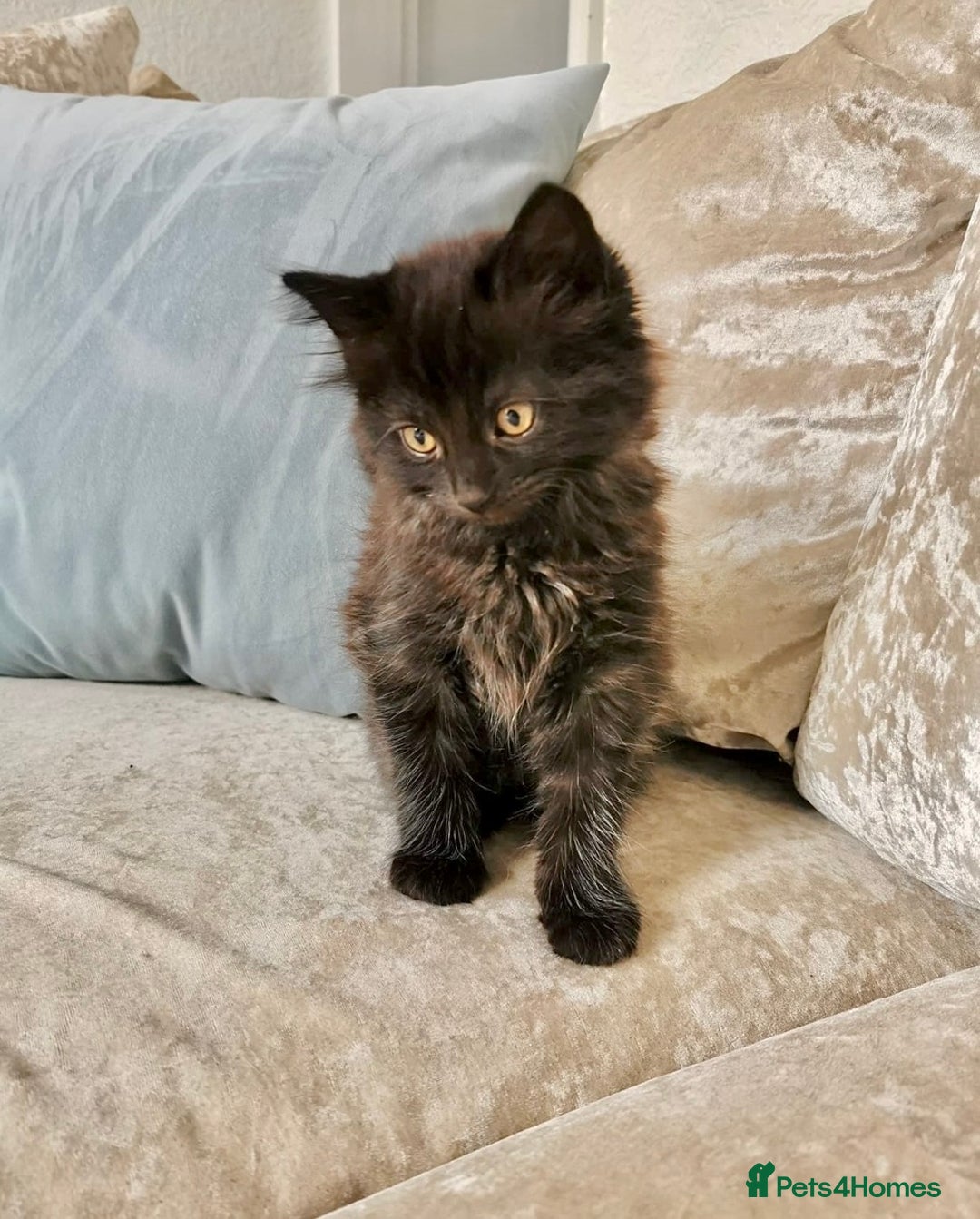 Maine Coon cats for sale: Black smoke Maine coon boy  - Advert 2