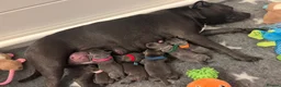 Staffordshire Bull Terrier dogs for sale: KC Staffordshire bull terrier Pharaon puppies  - Advert 3