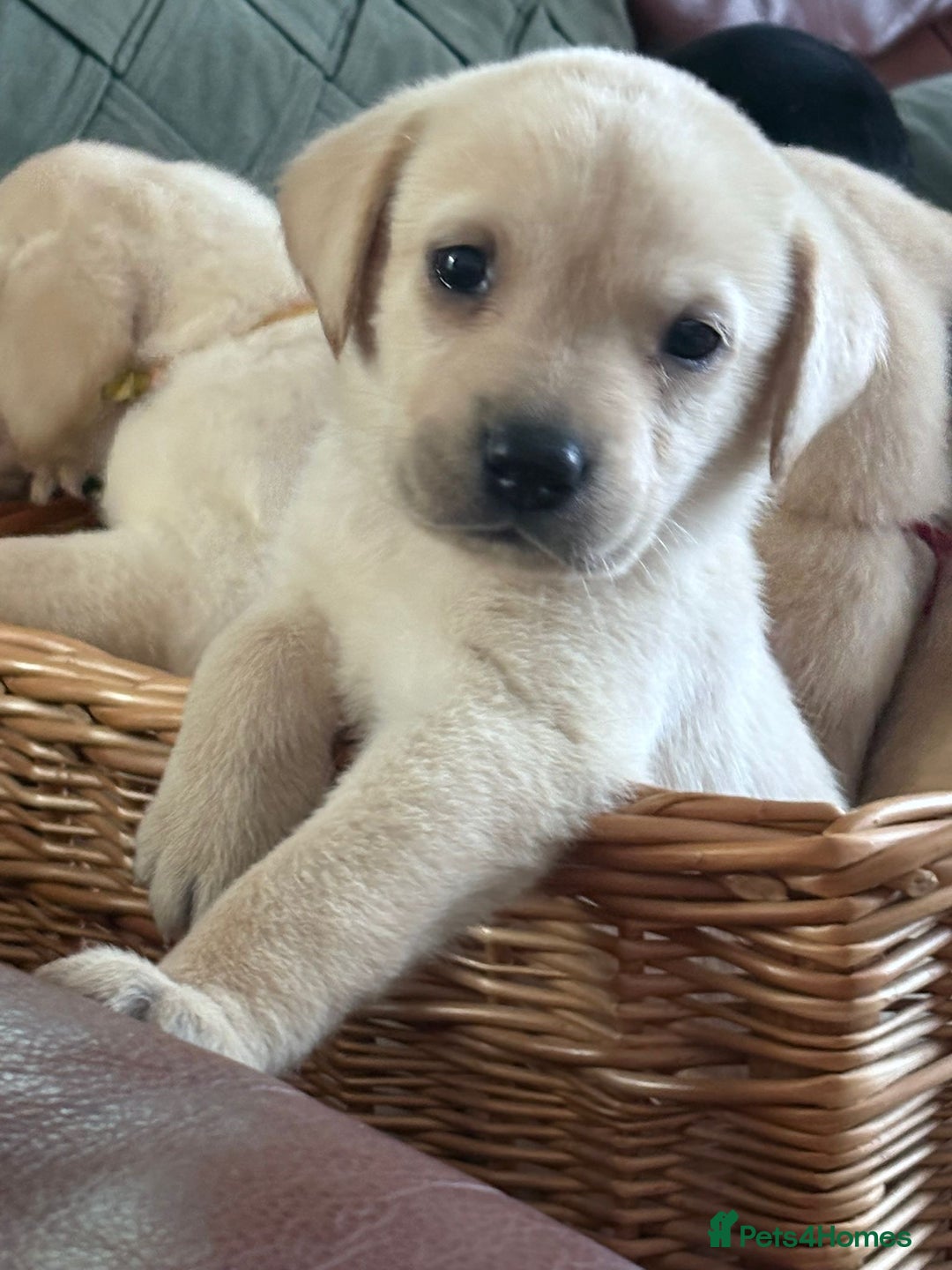 Labrador Retriever dogs for sale: Labrador puppies - Image 7