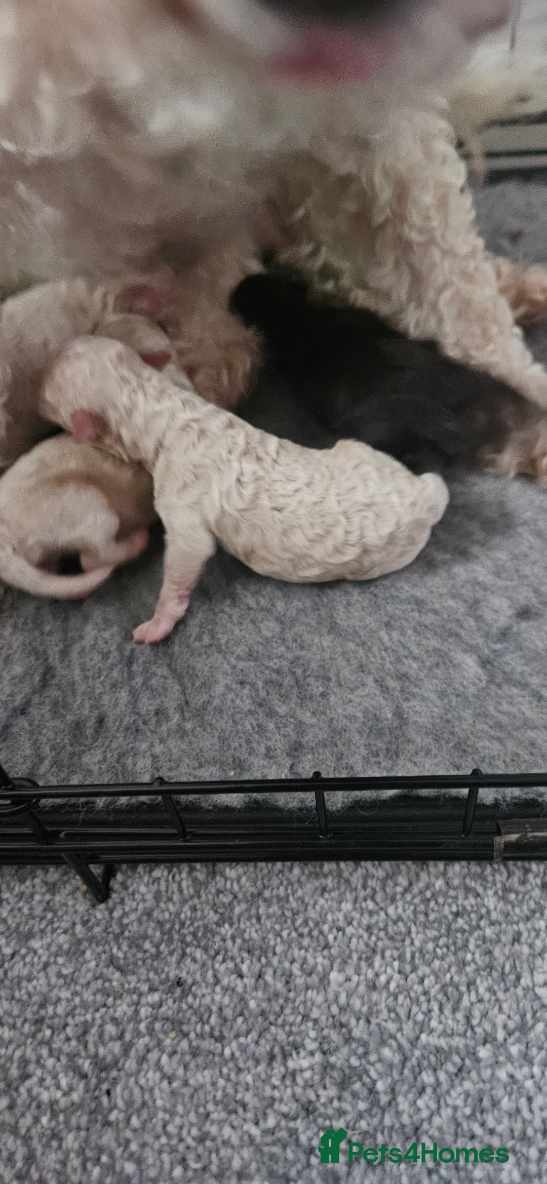 Toy Poodle dogs for sale: Beautiful Toy Poodles - Advert 2