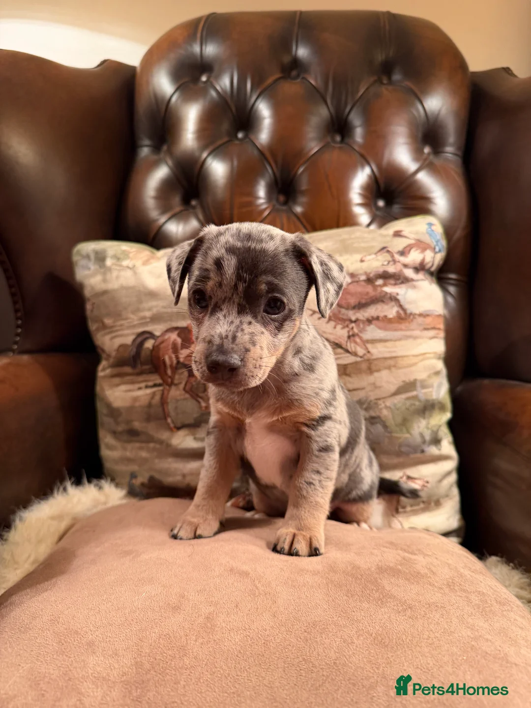 Jack Russell dogs for sale: Perfect Blue and Blue Merle Jack Russell Puppies - Advert 34