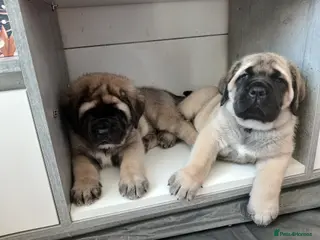 Mastiff dogs English mastiff puppies for sale. - Advert 2