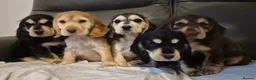 Cocker Spaniel dogs for sale: Show cocker spaniel puppies  in Ashbourne - Advert 1