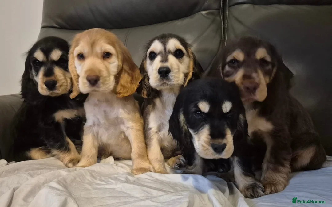 Cocker Spaniel dogs for sale: Show cocker spaniel puppies  in Ashbourne - Advert 1