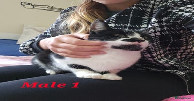 Mixed Breed cats - Advert 3