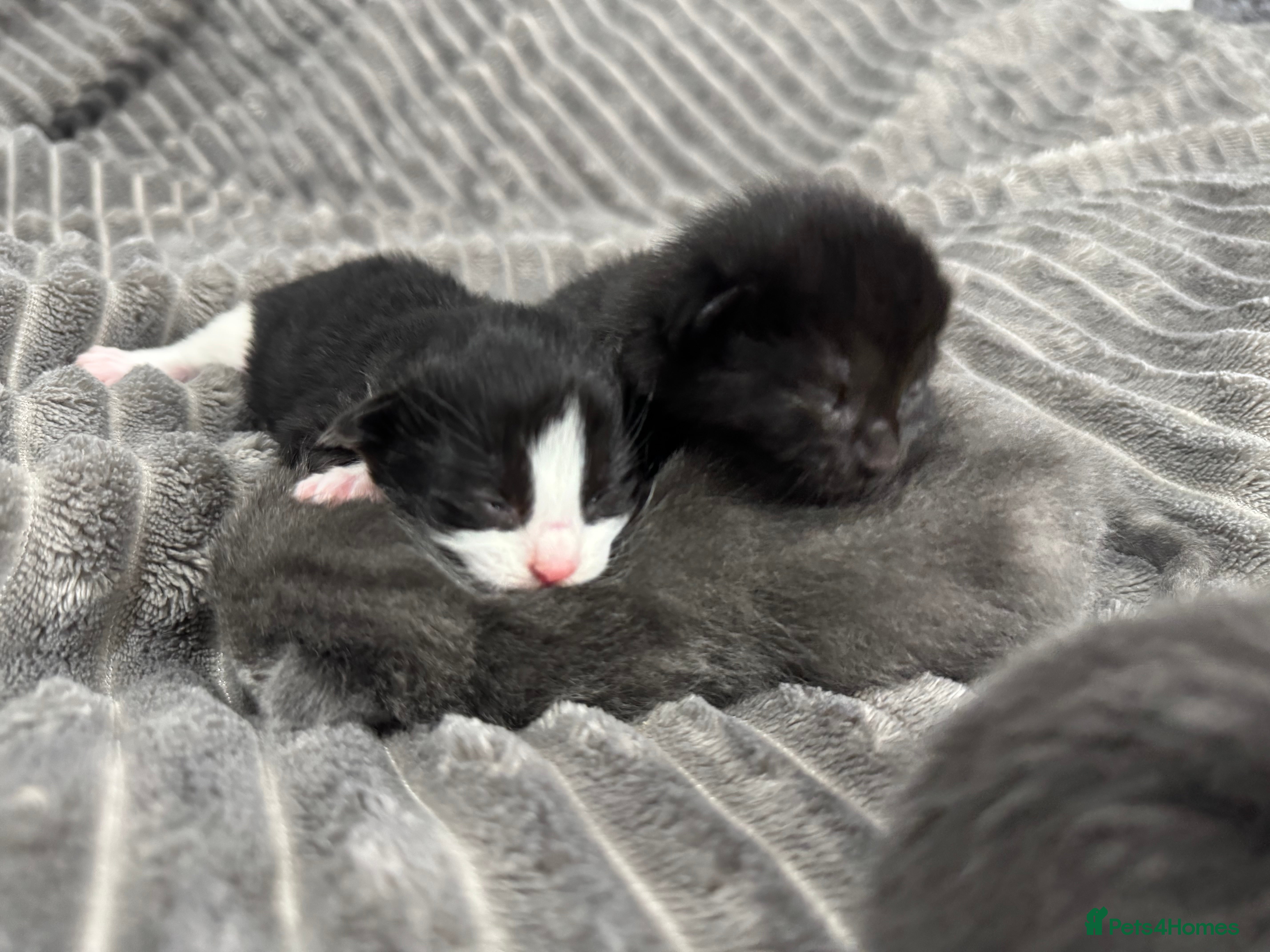 Mixed Breed cats ONE KITTEN LEFT!!! - Advert 5