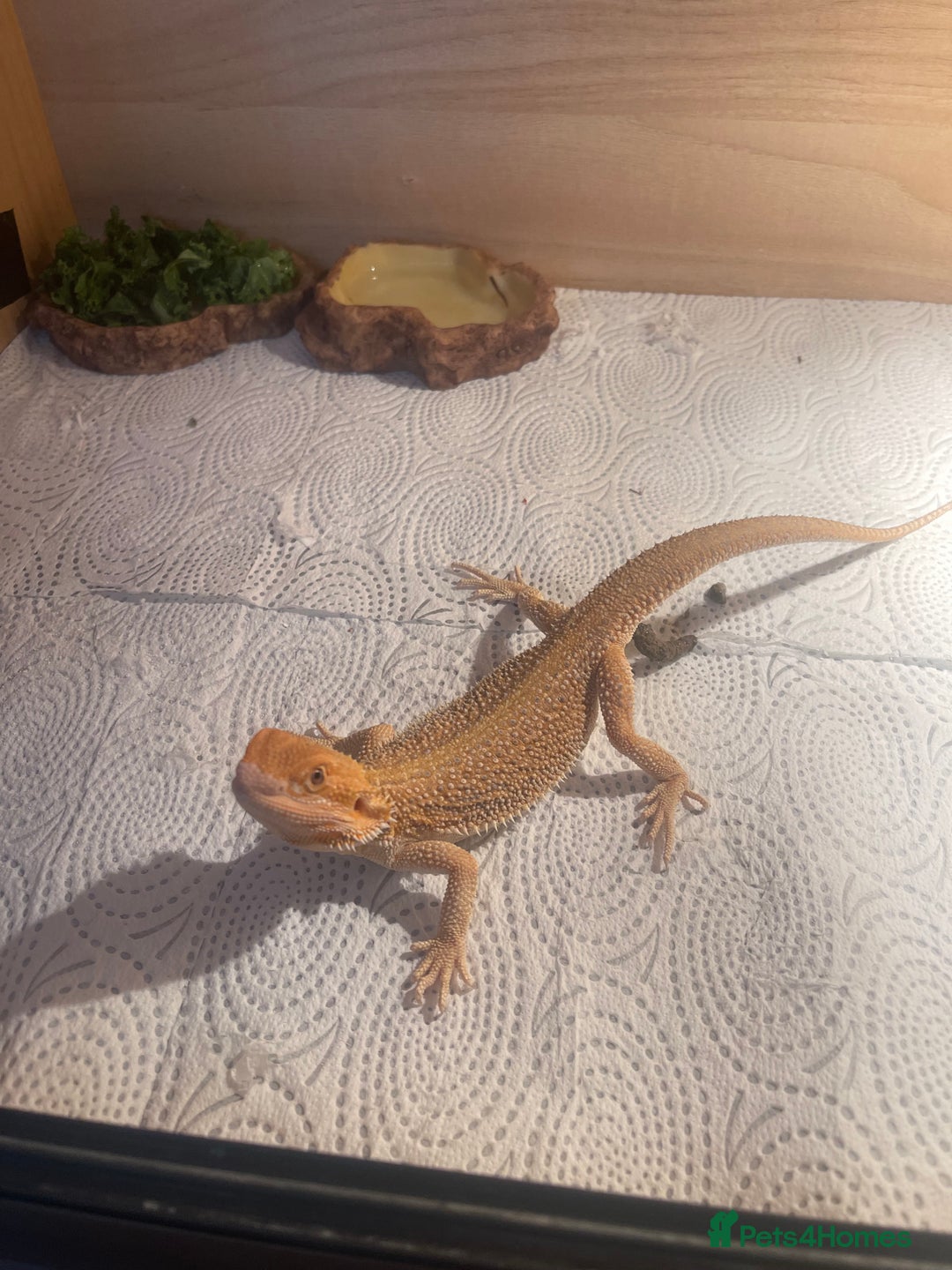 Bearded Dragon reptiles for sale: Boy bearded dragon for sale  - Advert 7