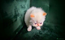 Persian cats for sale: Beautiful and Rare Purebred Persian Kittens - Image 15