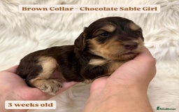 Cockapoo dogs for sale: Extensive DNA Health Tested Cockapoo Puppies 🧬 - Image 15