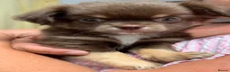 Chihuahua dogs for sale: Gorgeous Chocolate & Tan Chihuahua Puppies  in Haywards Heath - Advert 8