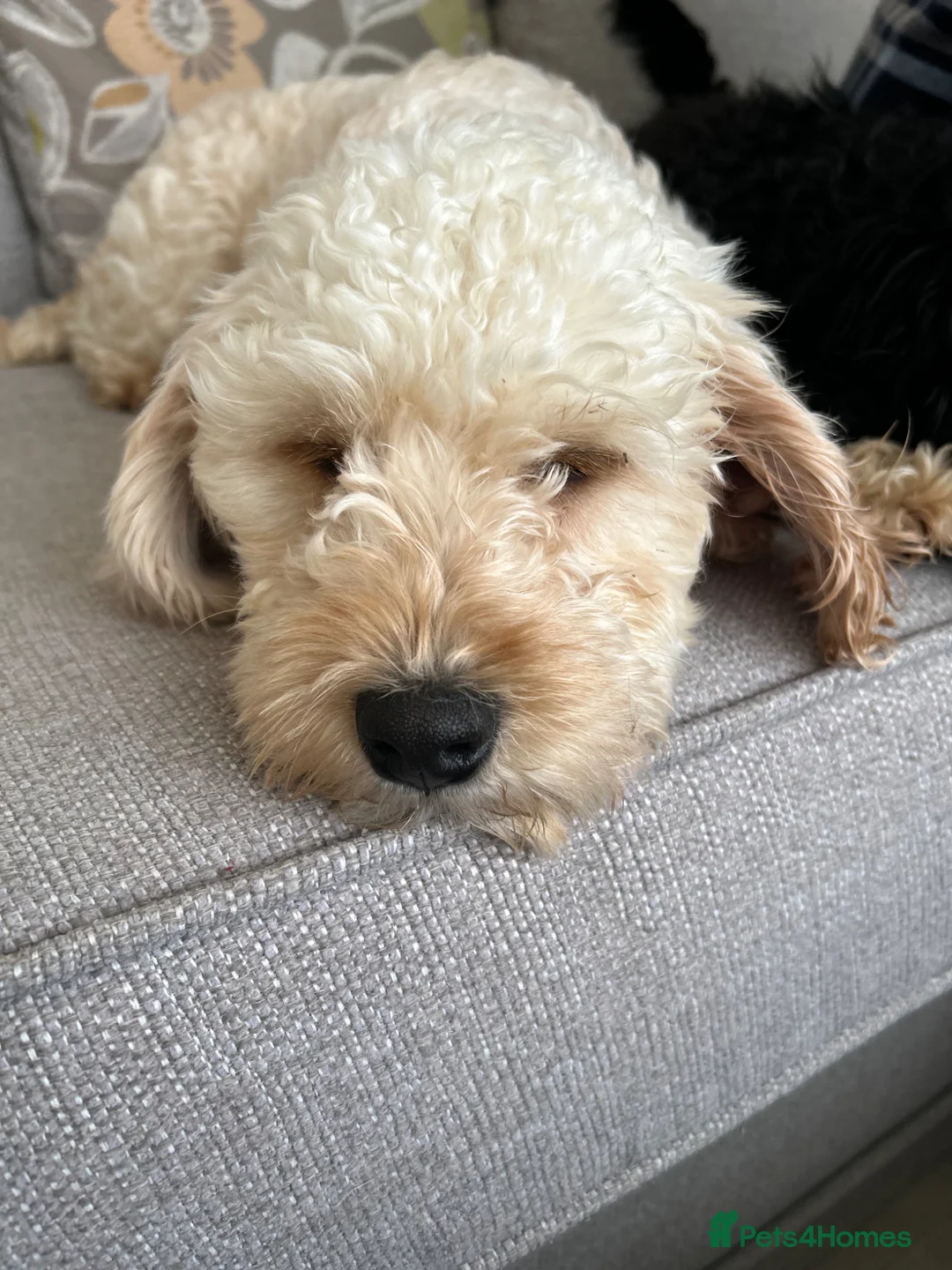 Cockapoo dogs for sale: A pair of nearly four year old cockapoos  - Advert 8