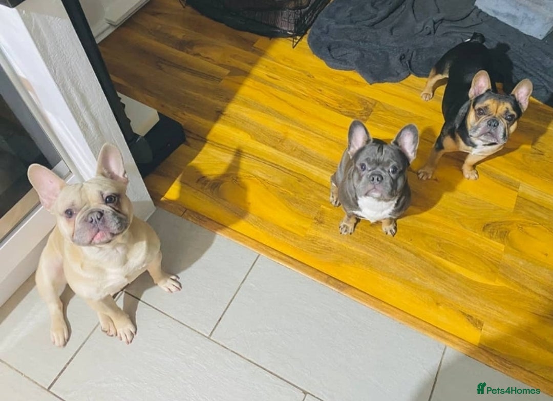 French Bulldog dogs for sale: 2 Year old French Bulldog - Image 4