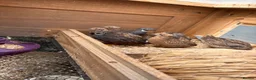 Quail poultry for sale: Button quail  - Advert 8