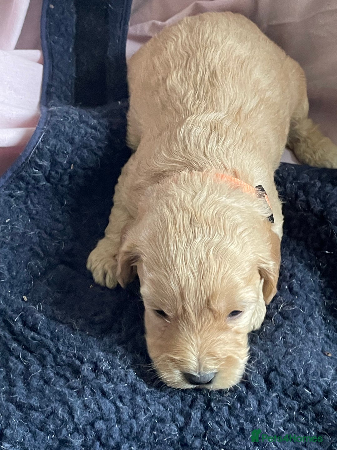 Cockapoo dogs for sale: Toy Cockapoo F1 - Image 19