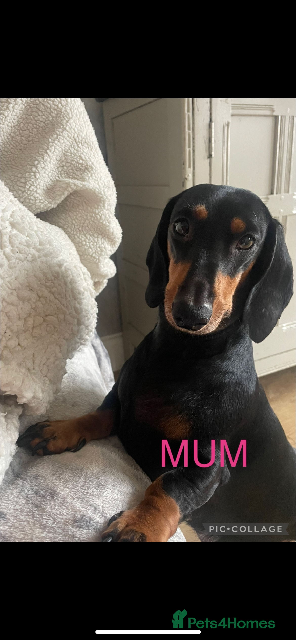 Dachshund dogs READY NOW Standard Smooth Dachshunds - Advert 8