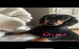 Dachshund dogs for sale: Beautiful Litter Standard Smooth Dachshunds - Advert 1