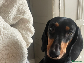 Dachshund dogs Beautiful Litter Standard Smooth Dachshunds - Advert 1