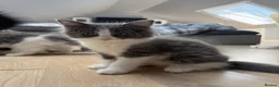 Ragdoll cats for sale:  2 Beautiful Long-Haired Ragdoll Cross  - Advert 4