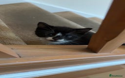 American Shorthair cats for sale: 4 kittens for sale - Image 3