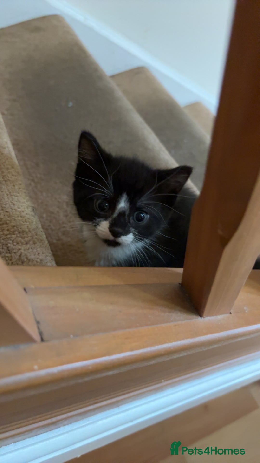 American Shorthair cats for sale: 4 kittens for sale - Image 3
