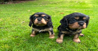 Cavalier King Charles Spaniel dogs - Advert 5