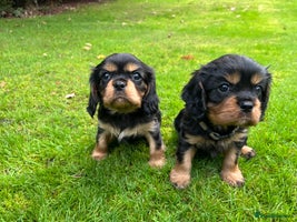 Cavalier King Charles Spaniel dogs - Advert 2