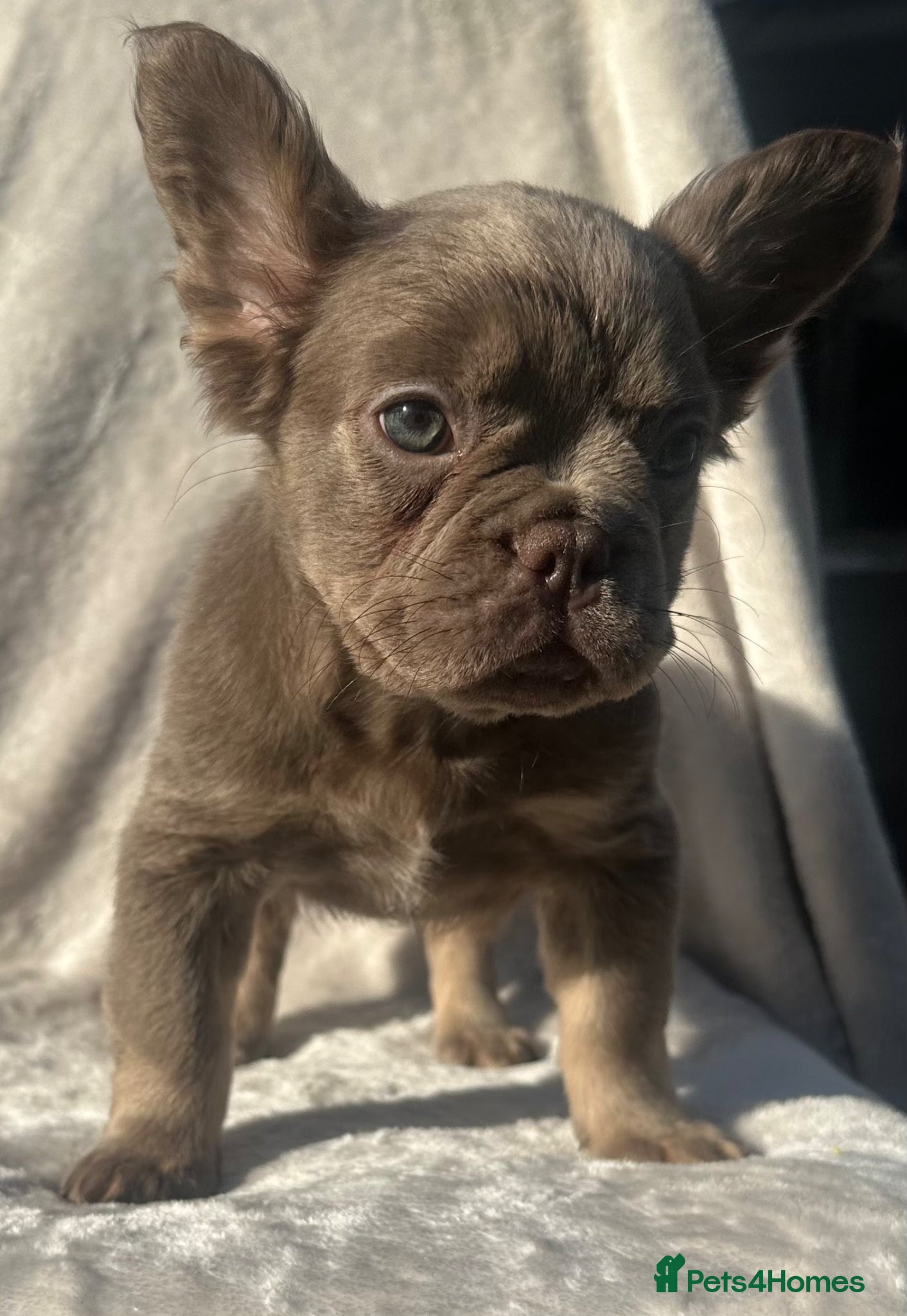 French Bulldog dogs ✨READY TO LEAVE FLUFFY ISABELLA FRENCH BULLDOG✨ - Advert 5