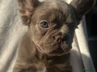 French Bulldog dogs ✨READY TO LEAVE FLUFFY ISABELLA FRENCH BULLDOG✨ - Advert 5