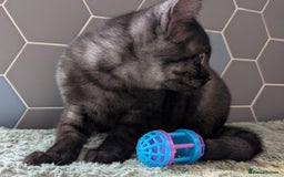Selkirk Rex cats for sale: 😻 Stunning Selkirk Rex Mix Kittens 😻 - Image 25