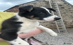Border Collie dogs for sale: Sid.  - Image 4