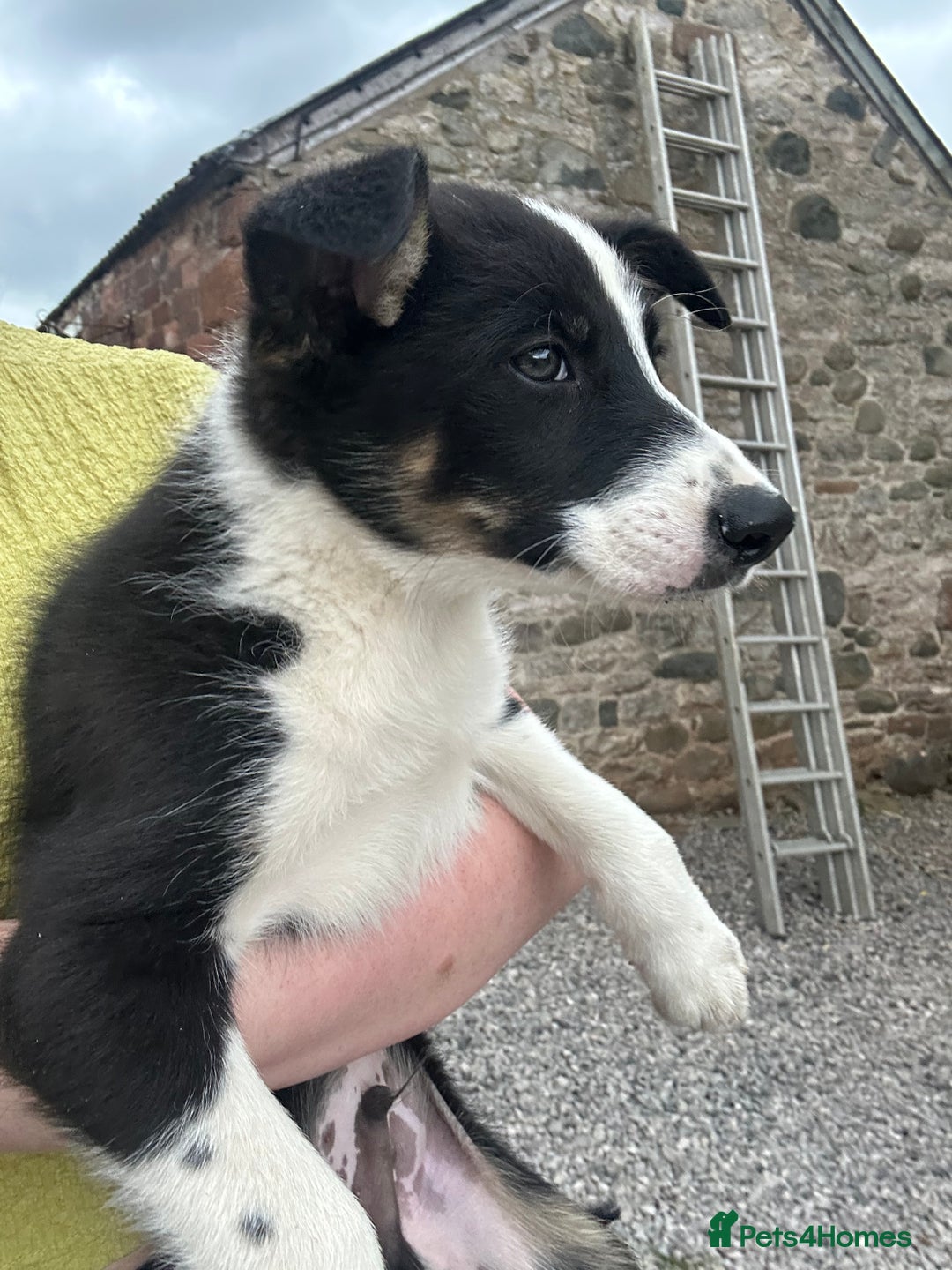 Border Collie dogs for sale: Sid.  - Image 4