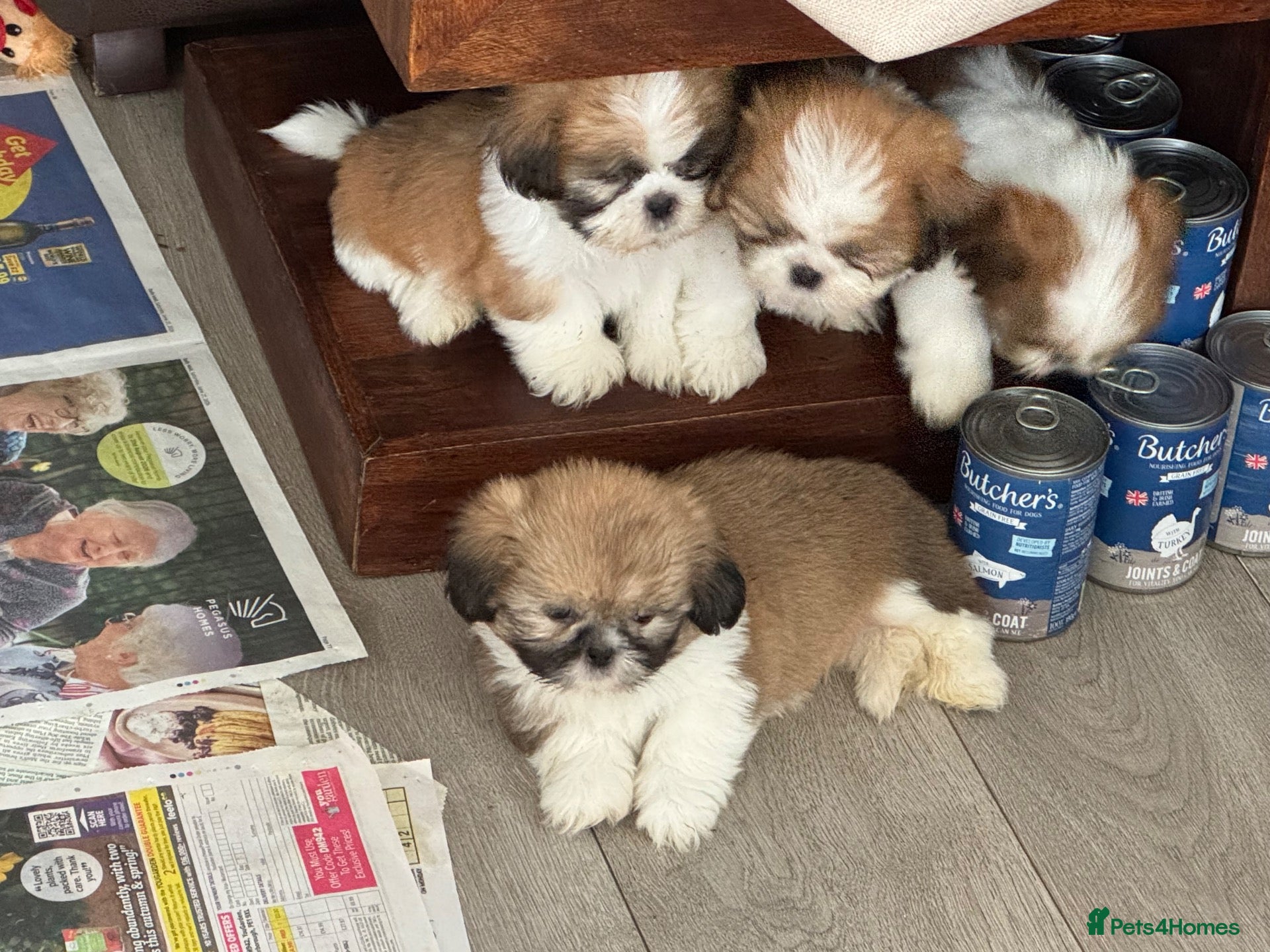 Shih Tzu dogs Beautiful litter of Shih Tzu puppies - Advert 2