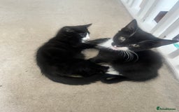 Mixed Breed cats for sale: Beautiful Mixed breed kittens need new homes - Image 3