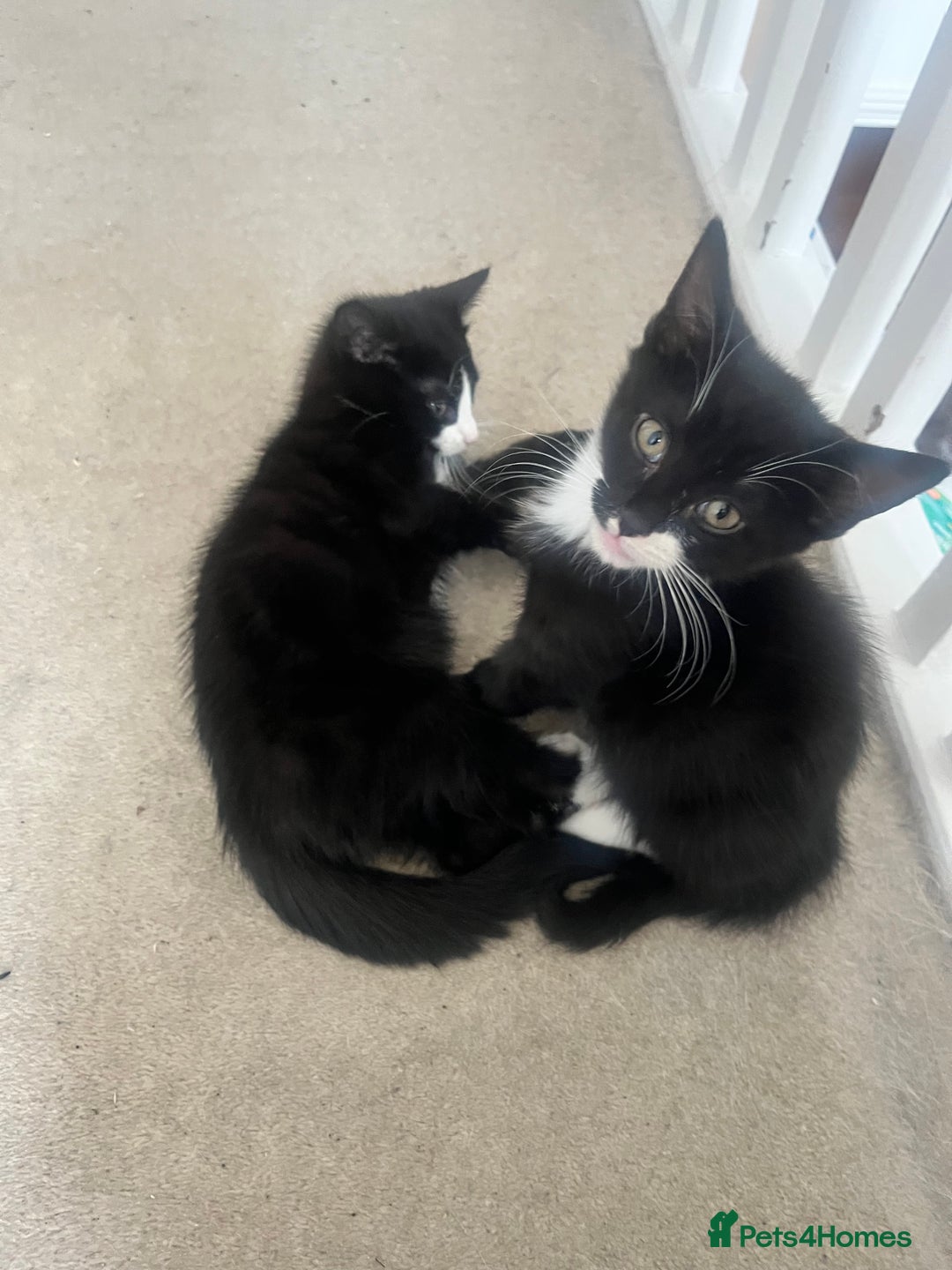 Mixed Breed cats for sale: Beautiful Mixed breed kittens need new homes - Image 3