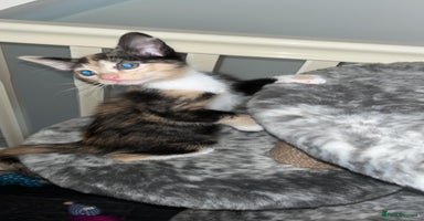 Mixed Breed cats - Advert 2