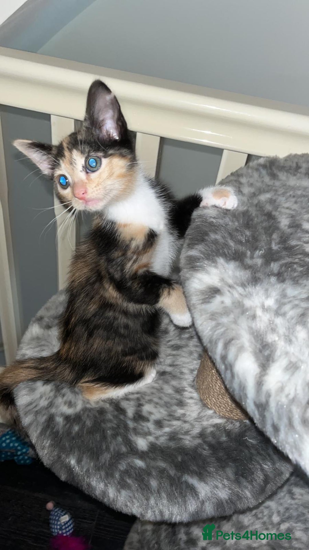 Mixed Breed cats for sale: Adorable Kittens Looking for Loving Homes 🐾 - Image 3