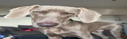 Weimaraner dogs for sale: Weimaraner looking for his forever home in Manchester - Advert 3
