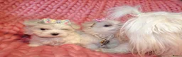 Maltese dogs for sale: ****Exquisite KC Registered Maltese Boy Puppy****  - Advert 12