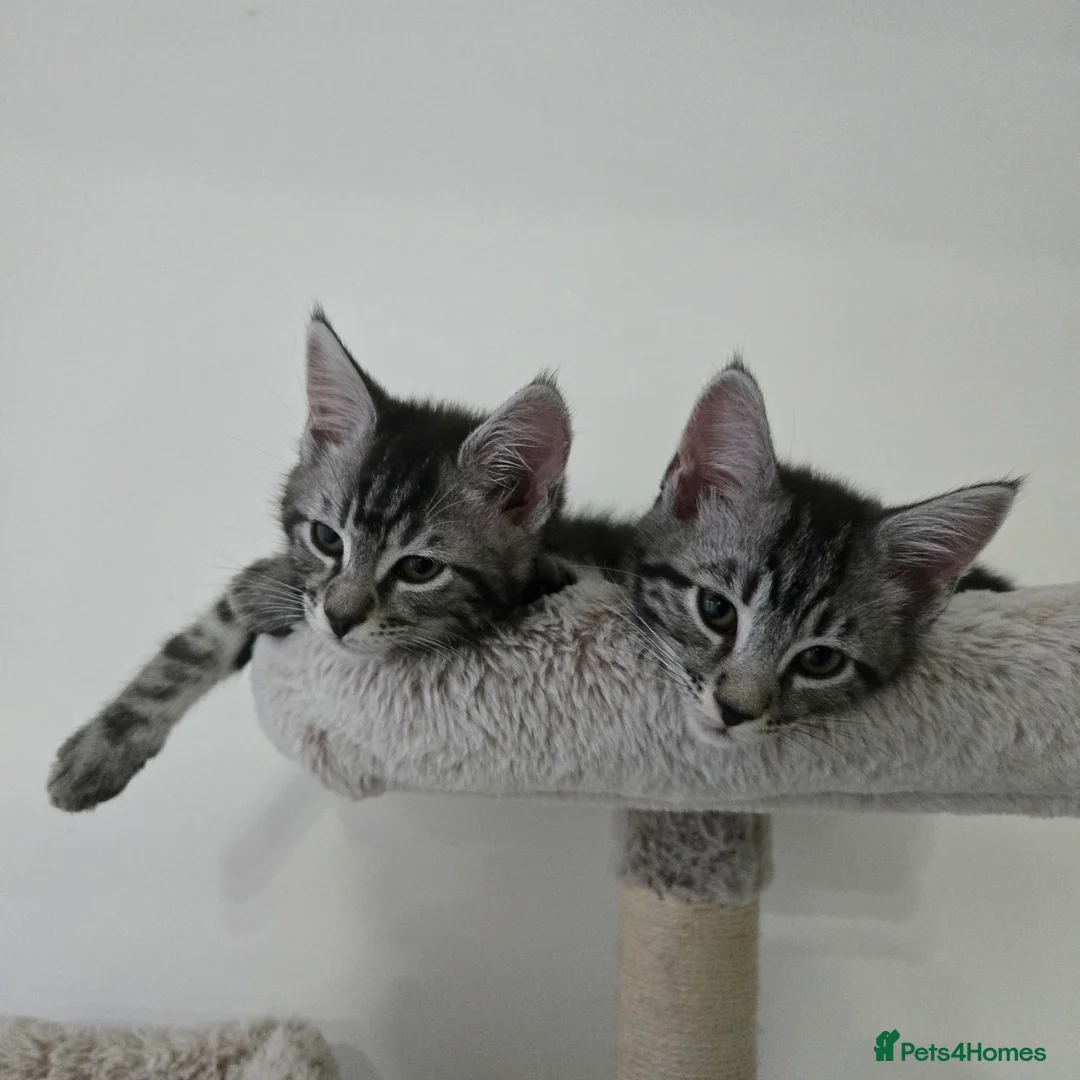 Maine Coon cats for sale: Maine coon x kittens - Advert 6