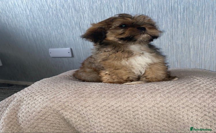 Shih Tzu dogs - Advert 1