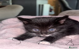 British Shorthair cats for sale: Kittens looking for their forever homes. - Advert 5