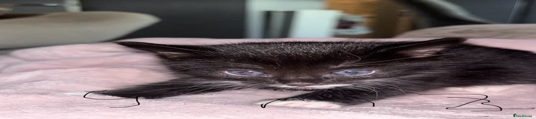 British Shorthair Kitten 3