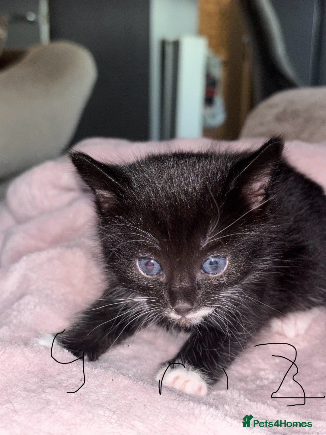 British Shorthair cats for sale: Kittens looking for their forever homes. - Advert 5