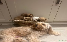 Mixed Breed dogs for sale: BEAUTIFUL PUPPIES - Cockapoo x Sproodle  - Image 2