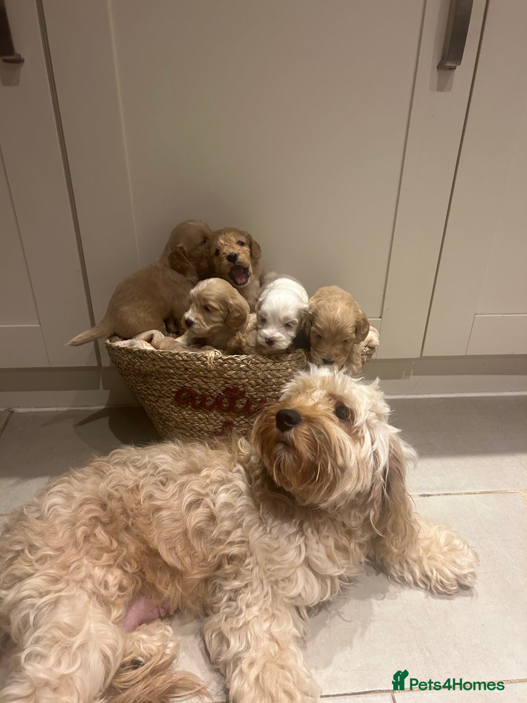 Mixed Breed dogs for sale: BEAUTIFUL PUPPIES - Cockapoo x Sproodle  - Image 2