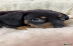 Dachshund dogs for sale: Dachshund miniature  - Image 1