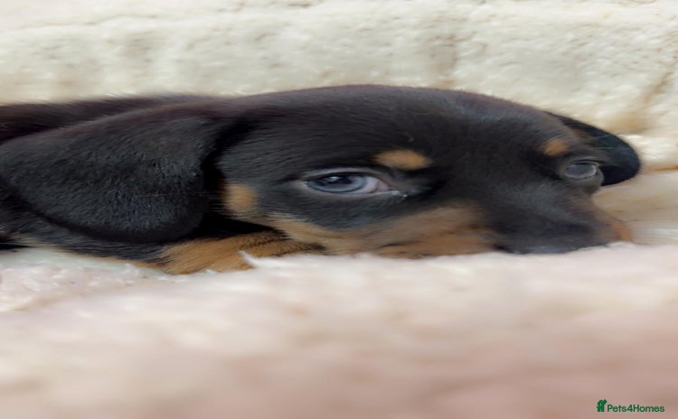 Dachshund dogs - Advert 16